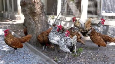 Tavuklar ve horozlar kümesteki çiftlik yaşamlarının etrafında özgürce dolaşıyorlar. Bu sahnede kümes hayvanları doğal ortamda gösteriliyor. Tarım ve hayvan teması için mükemmel..