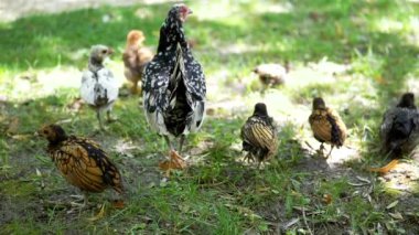 Sebright tavuğu ve yavruları çimenli zeminde yemek için gıdaklıyor ve tırmalıyorlar. Güneş ışığı yaprakların arasından süzülerek huzurlu ve kırsal bir manzara yaratıyor..