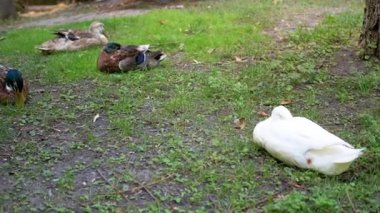 Ördekler parktaki çimlerin üzerinde renkli tüylerini sergileyerek rahatlarlar. Diğerleri dinlenirken bir beyaz ördek huzur içinde uyuyor..