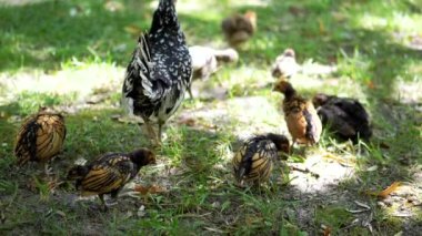 Sebright tavuğu, yavrularını otların arasında otlarken izliyor. Benekli güneş ışığı bu büyüleyici çiftlik sahnesinde sakin bir atmosfer yaratıyor..