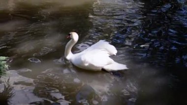 Görkemli bir beyaz kuğu sakin sularda zahmetsizce süzülüyor. Zarafeti ve sükuneti büyüleyicidir, sükunet duygusu yaratır..