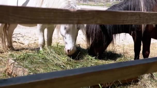 Deux poneys, un blanc et un noir, dégustent un repas de foin frais dans leur enclos. Une scène paisible de la vie agricole.
