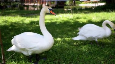 İki yetişkin kuğu ve bir cygnet parkta güneşli bir günün tadını çıkarıyorlar. Yetişkinler çimlerin üzerinde avlanırken, cygnet yakınlarda geziniyor..