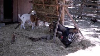 Değişik renkte keçiler ve bir horoz dinamik bir çiftlik alanı sahnesi yaratarak çiftlik hayatının özünü yakalıyor. Bazı keçiler samandan zevk alırken diğerleri dinleniyor, çiftlikte sıradan bir gün sergiliyorlar..