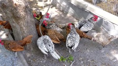 Mille Fleur, haydutları ve Sebright tavuklarını çiftlikteki bir ağacın yanındaki zemini gagaladı. Sürdürülebilir tarım, kümes hayvanları veya kır hayatı temalarını betimler.