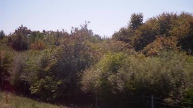 Yol kenarındaki ağaç ve çalılardan oluşan bir arabanın penceresinden bak. Yaz yolculuğunun özünü yakalar..