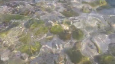 Kayaların üzerinden akan temiz su ve deniz yosunları büyüleyici bir sualtı sahnesi oluşturuyor. Doğa belgeselleri, deniz yaşamı projeleri ve çevre filmleri için mükemmel. Bu sembolize edebilir.