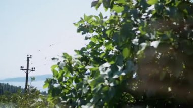 Kuşlar, sakin bir ada ve mavi denize bakan elektrik hatlarına tünemişler. Bu sahne, insan müdahalesine karşı dayanıklılık temalarını çağrıştırıyor..