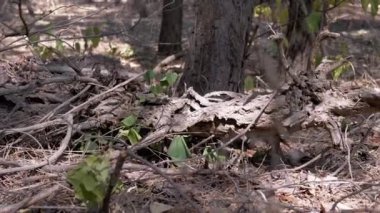 Kuru dallar ve yapraklarla çevrili, ormandaki çürüyen bir kütüğe yakın, bazı yeşil bitkilerle. Doğa, çürüme ve orman ekosistemlerinin temaları..