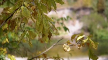Sarı sonbahar yaprakları, yumuşak güneş ışığı ve doğal güzellikle sonbaharın sakin atmosferini yakalayan kayalarla bulanık bir nehir sahnesini çerçeveler..