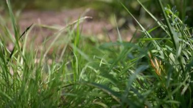 Canlı yeşil çimenlerin rüzgarda hafifçe sallanarak barışçıl bir doğal arka plan oluşturduğu yakın plan. Doğa, bahar ve yaz temalı projeler için ideal.