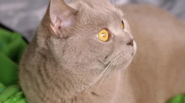 Turuncu gözlü bir İngiliz Shorthair kedisi, ilerideki yolculuğu düşünürken dikkatle yan tarafa bakar. Bu video evcil hayvan seyahatinin özünü yakalar..