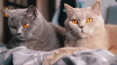 İki sevimli İngiliz Shorthair kedisi rahat bir yatakta, büyüleyici bakışlarını ve lüks kürklerini sergiliyorlar. Evcil hayvanlarla ilgili projeler, ev konforu veya kedi arkadaşlığı için mükemmel..