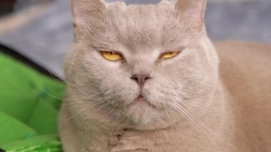 Bir İngiliz kedinin kameraya, bir seyahat gemisinin yakınına baktığı yakın plan. Evcil hayvan, şirinlik ve hayvan evlat edinmeyle ilgili projeler için mükemmel..