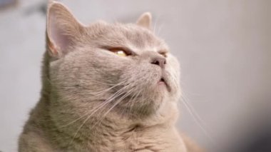 Yukarı bakan gri bir İngiliz steyşın kedisine büyüleyici bir yakın çekim. Kehribar gözleri ve nazik ifadesi merak ve merak hissi yaratıyor. Masumiyeti çağrıştıran projeler için ideal.