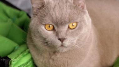 Taşıyıcıda yatan turuncu gözlü bir İngiliz Shorthair kedisine yakın plan. Kedi doğrudan kameraya bakar. Bir evcil hayvanla seyahat etmek endişe ve strese neden olabilir..