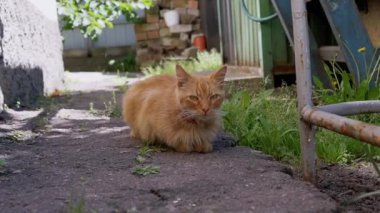 Kızıl bir kedi bahçede huzur içinde oturur ve sakin atmosferin tadını çıkarır. Onun sakin varlığı sahnenin sükunetini artırır..