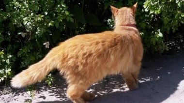 Kızıl bir kedi yeşil bir çalılıkta durur, ilginç bir şekilde, bıyıkları ilgiden seğirir. Güneşli bahçe huzurlu bir atmosfer yaratır..