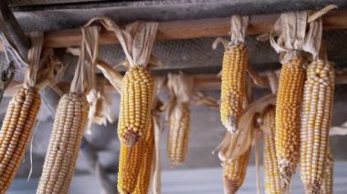 Kurumuş mısırlar ahırdaki ahşap kirişe asılır. Kırsal bir hasat ve sonbahar manzarası. Bu, geleneksel çiftçilik, gıda koruma ve doğa döngüsünün imgelerini çağrıştırıyor. Potansiyel sorunlar