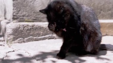 Bir kara kedi duvarın kenarında oturur, doğal kedi davranışının bir göstergesi olan pençesiyle yüzünü ve kulaklarını özenle yıkar. Bu sakinliği ve kendi kendine yetmeyi temsil eder..