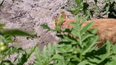 Parlak yakalı kızıl bir kedi yemyeşil bitkileri keşfetmek için yemyeşil bahçelerde dolaşır..