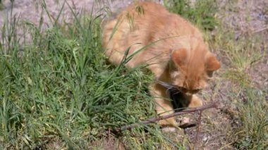 Neşeli bir kızıl kedi güneşli bir günün tadını çıkarır, çimenlerde bir dal parçasına vurarak. Parlak kürkü ve pembe yakası kedi merakının bu iç açıcı sahnesine biraz cazibe katıyor..