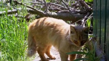 Kızıl bir kedi, yeşil çimenler ve metal bir çitle çevrili, bahçenin çevresini gözlemlemek için bir patika boyunca yürür ve huzurlu bir anın tadını çıkarır..