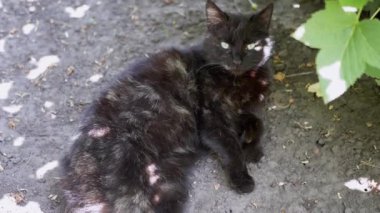 Vurucu beyaz benekleri olan eşsiz bir siyah kedi yerde rahatlar, büyüleyici bir kedi bireyselliği ve cazibesi göstergesidir..