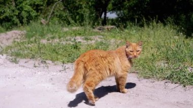 Pembe yakalı kızıl bir kedi kumlu bir kır yolunda duruyor, meraklı bir şekilde etrafına bakıyor ve parlak güneşli bir günde kuyruğunu sallıyor.
