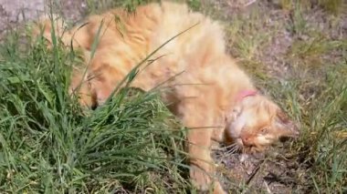 Kızıl bir kedi güneşli bir günde çimenlerde yatıyor, şakacı bir şekilde dal vuruyor. Oyuncu tavrı ve doğayla etkileşimi büyüleyici bir sahne yaratır..