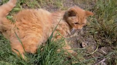 Neşeli bir kızıl kedi çimenlerin üzerinde güneşli bir günün tadını çıkarır. Kaygısız hareketleri ve şakacı doğası iç açıcı bir sahne yaratıyor..