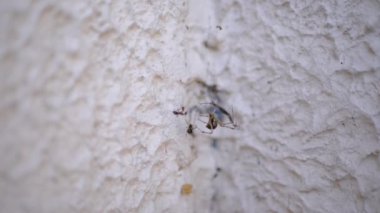 Bir örümceğin makro görüntüsü ağıyla beyaz bir duvarda asılı duruyor ve yanında bir karınca sürünüyor. Kentsel bir ortamda küçük canlıların ekosistemini gösteriyor..