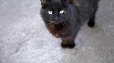 Çarpıcı turkuaz gözlü siyah bir kedi kameraya dikkatle bakıyor, sesi soluk gri bir arkaplana karşı büyülüyor. Bu samimi portre kedilerin esrarengiz cazibesini yakalar..