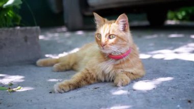 Pembe yakalı kızıl bir kedi yerde yatıyor, bir ağaç tarafından kısmen gölgelenmiş. Başını sola çevirir, bakışları görünmeyen bir şey tarafından çizilir, merak ve entrika duygusu eklenir