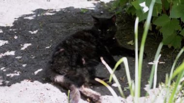 Bir kara kedi, bir yaz bahçesindeki bir çalılığın gölgesinde dinlenirken huzur dolu bir anın tadını çıkarır. Gevşek duruşu huzur ve memnuniyet hissi uyandırıyor..