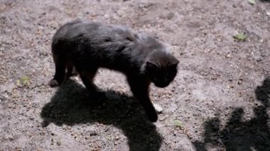 Siyah bir kedi güneşin altında yürüyor, gölgesi de onu yakından takip ediyor. Kedi ilginç bir havayla çevresini keşfeder..