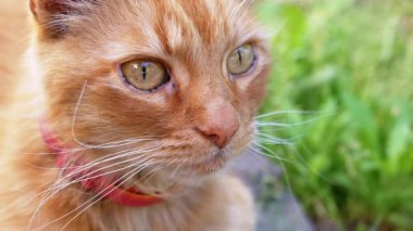 Turuncu bir tekir kedi bahçede dinleniyor ve huzurlu bir ortamın tadını çıkarıyor. Sakin tavrı ve yumuşak kürkü bir sakinlik ve sıcaklık hissi yaratıyor. Hayvanlar için ideal..