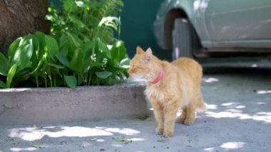 Pembe yakalı kızıl bir kedi bir ağacın yanında durur ve çiçek tarhında oturur. Bir araba kısmen görünür. Bahçede yaz günü.