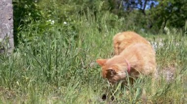 Kızıl bir kedi yemyeşil bir çayırı keşfeder, parlak güneşli bir günde çimleri merakla koklar. Bu sakin sahne, bir huzur ve doğanın basit zevklerini çağrıştırıyor..