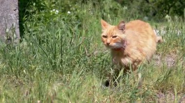 Kızıl bir kedi başını çimlerden kaldırır, merakla etrafına bakar ve güneşli bir çayır keşfine devam eder. Bu görüntü kedi merakı ve maceranın doğal bir anını yakalar.