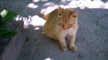 Kızıl bir kedi, ağaçların gölgesinde huzur içinde oturur ve bir yaz günü sükunetin tadını çıkarır..