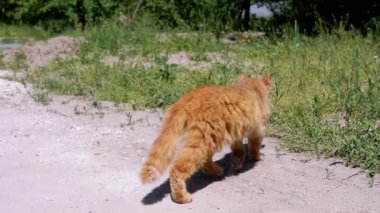 Pembe yakalı tüylü kızıl bir kedi, güneşli bir günde kırsal bir yolda çimlerin üzerinde gezinir ve çevresini keşfeder..