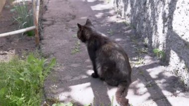 Siyah bir kedi, duvarın yanındaki beton bir yolda sakince oturur. Çit gölgeler bırakır. Yeşil çimenler yakınlarda büyür ve huzur verici bir manzara yaratır. Bu görüntüler sükunet ve huzur kavramlarını anımsatabilir.