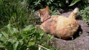 Kızıl bir kedi yemyeşil çimlerle çevrili bahçede gevşer. Kedi başını çevirir ve otları koklar. Huzurlu atmosferin tadını çıkarır..