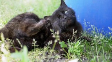 Siyah bir kedi çimenlerde rahatlar, güzel bir çiziğin tadını çıkarır. Kedilerin memnuniyeti gayet açık, huzur içinde yatıyor, yaz sükunetinin mükemmel bir göstergesi..