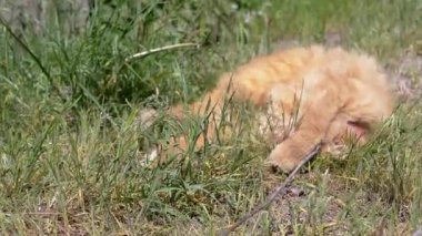 Zencefilli kedi çimenlerin üzerinde eğlenip, dışarıda yuvarlanıp eğleniyor. Bu neşeli sahne kedi oyunculuğunun ruhunu yansıtıyor..
