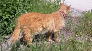 Pembe yakalı meraklı kızıl kedi otlak bir bölgeyi keşfeder, çevreyi dikkatle inceler.