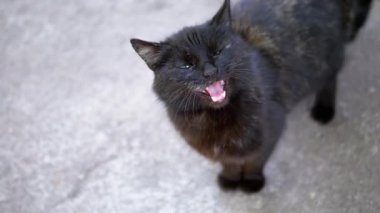 Büyüleyici turkuaz gözlü kara bir kedi, basit gri bir arka planda kameraya doğru miyavlıyor. Bu yakın plan bir ses ve kedi iletişimi anını yakalar..