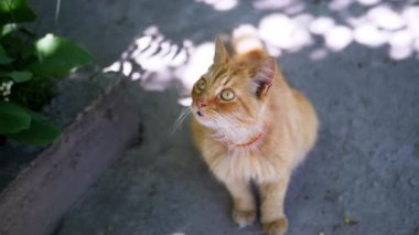 Boynunda tasma olan kızıl kedi kaldırımda oturur ve merakla bir şeyi gözlemler. Bitkiler ve yaprak gölgeleri yazlık bir atmosfer yaratır..