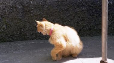 Kızıl bir kedi duvarın kenarında oturur, dudaklarını yalar ve uzaklaşır. Bu kısa klip bir kedinin günlük yaşamının basit ama büyüleyici bir anını yakalar..